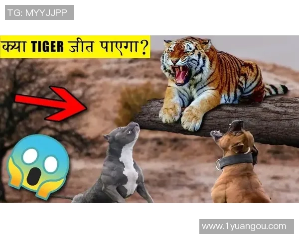 那不勤与阿尔克的精彩对决谁能笑到最后分析与推荐